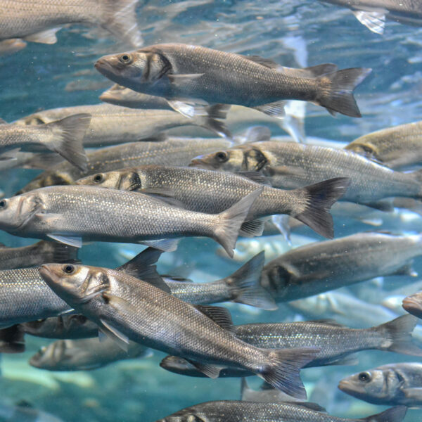 Aquaculture